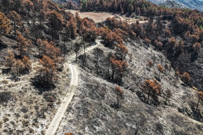 Bosques quemados a ambos lados del camino a Paüls