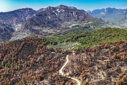 Bosques quemados en el incendio de Paüls