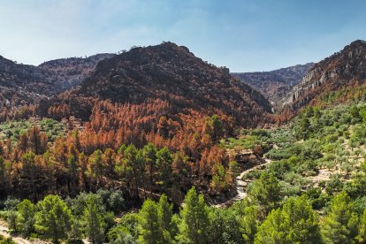 Bosques quemados por el incendio de Paüls
