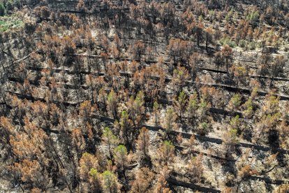 Pinar quemado en un sistema de fincas agrarias abandonado