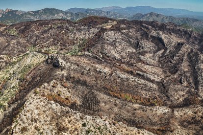 Bosque quemado en el incendio de Paüls