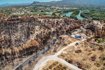 Pinar quemado junto al río Ebro en Xerta