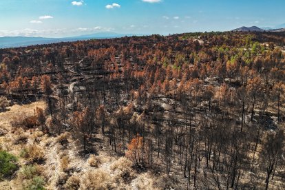 Bosque quemado en el incendio de Paüls