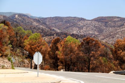 Pinar quemado al lado de la carretera de Paüls