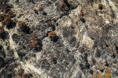 Imagen cenital de árboles quemados en el incendio de Paüls