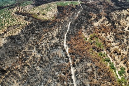 Zona forestal quemada en Paüls
