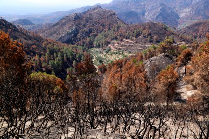 Una finca intacta rodeada de pinar y matorrales quemados en Paüls