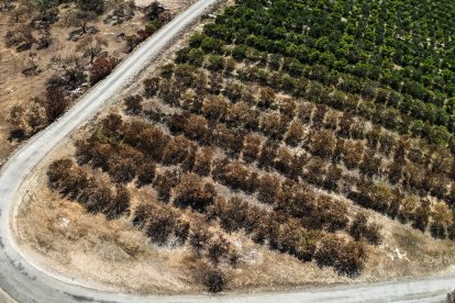Un campo de naranjos parcialmente quemado en Xerta
