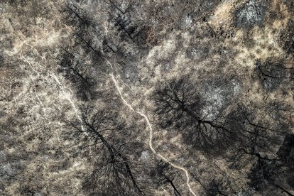 Plano cenital de árboles quemados en el incendio de Paüls