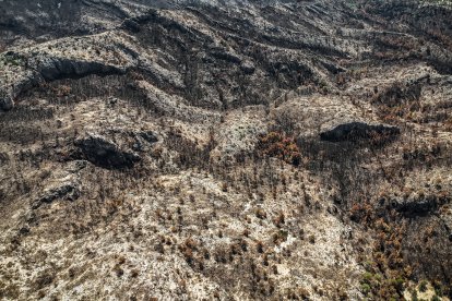 Bosques quemados en el incendio de Paüls