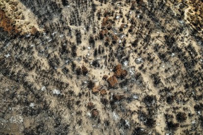 Imagen cenital de pinar quemado en Paüls