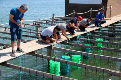 Productors i tècnics de l'IRTA submergint les cries d'ostra tractades a les batees de la badia dels Alfacs.