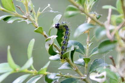 Detall d'una eruga del boix