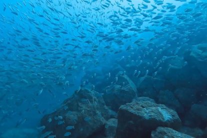 Las diferentes formas geométricas permiten que multitud de especies encuentren refugio, zonas de cría y alimentación.