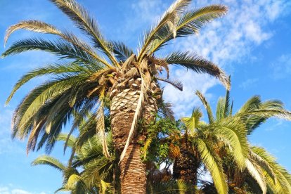 Imatge de les palmeres.