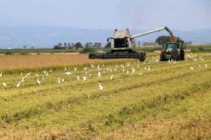 Una recol·lectora descarrega l'arròs segat a un tractor en un camp de Deltebre.