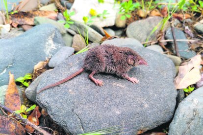 Durant la jornada es prepararan paranys de captura no invasiva de petits mamífers.