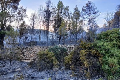 L'incendi a Vilaverd ha afectat una superfície d'1,3 ha de terreny forestal.