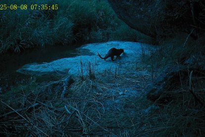 Imatge d'una llúdriga detectada al riu Montsant.