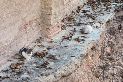 Fotografia de dos gatets a la via pública de Reus. No portar el xip dificulta la localització del propietari si un s’escapa de casa.