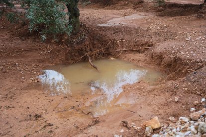 Una finca de Freginals plena de fang després dels aiguats.