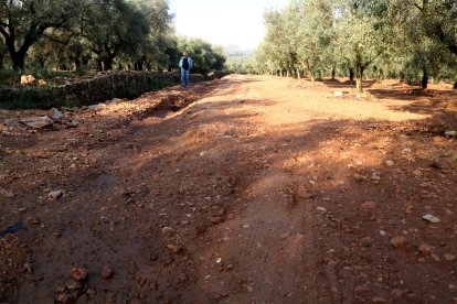 Rafel Verdiell, agricultor i membre d'Unió de Pagesos, caminant pels solcs i desperfectes dels aiguats en una finca d'oliveres.