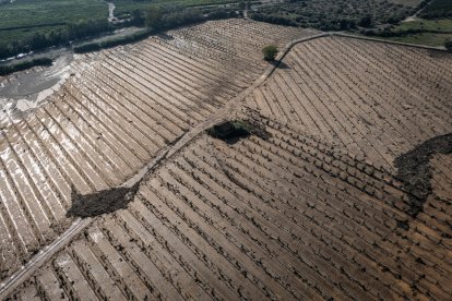Camps de cítrics arrasats per l'aigua a tocar del barranc de la Galera entre els termes d'Amposta i Tortosa.