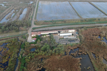 Zona del Canal Vell de Deltebre, on ha aparegut el xoriguer infectat.