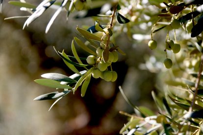 Olives arbequines en una finca de la Bisbal de Montsant.