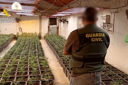 Imatge d'algunes de les plantes intervingudes en l'operatiu per part de la Guàrdia Civil.