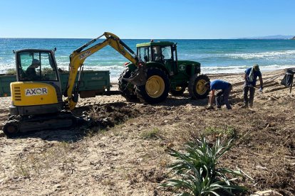 Aquesta setmana s’han eliminat diverses espècies vegetals invasores que seran substituïdes per plantes autòctones pròpies del litoral mediterrani