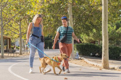 L'Ajuntament vol millorar la situació als carrers