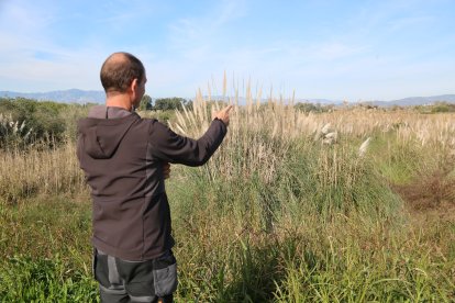 Marc Viñas, responsable de l'Oficina Tècnica del Delta de l'Ebre de SEO BirdLife, assenyalant exemplars d'herba de la pampa en una finca del Delta