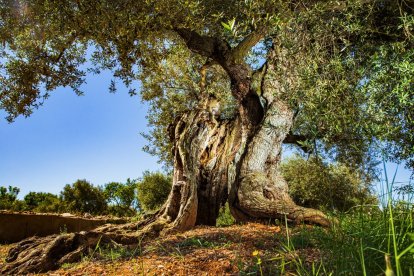 Imagen de un olivo milenario de Ulldecona.