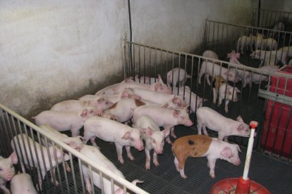 Una granja de porcs d'Ivars d'Urgell.