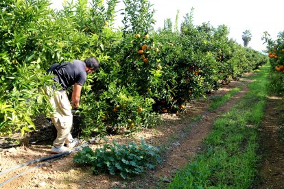 Un operari treballa en un camp de cítrics d'Alcanar.