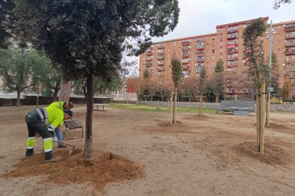 Dos membres de la brigada municipal replantant un arbre.