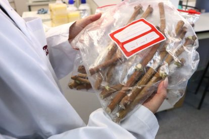 L'estudi conclou que l’episodi volcànic del 2021 no va provocar pèrdues de biodiversitat vitivinícola significatives.