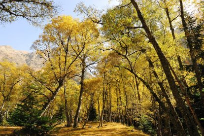 La creació de paisatges agroforestals més resilients es destaca com un àmbit clau per impulsar la bioeconomia a Catalunya.