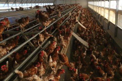 Imatge d'arxiu d'una granja de gallines.