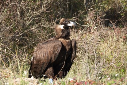 Foto d'Arnes, un dels exemplars alliberats