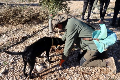 Un camp de cultiu de tòfona