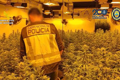 Efectius policials a la plantació localitzada.
