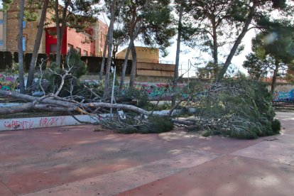 Imatge de pins arrencats pel vent a la plaça dels Pins de Valls