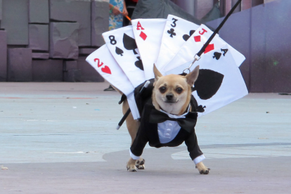 Imatge d'arxiu d'un gos disfressat
