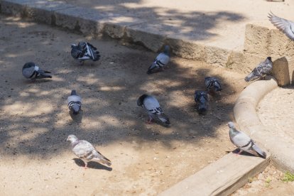Imatge d'arxiu dels coloms a Tarragona