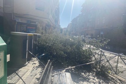 Imatge d'un arbre caigut a Reus.