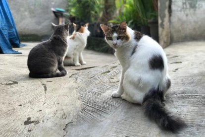 El mateix òrgan judicial va imposar mesures cautelars a l'Ajuntament el 2024.