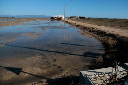 Un dels arrossars de Deltebre que s'ha començat a inundar amb aigua dolça per treure'n la salinitat després del temporal de vent que va inundar els camps amb aigua salada