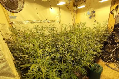 Organització marihuana Baix Penedès